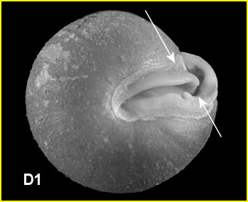 Stenotrema stenotrema (Pfeiffer, 1842)