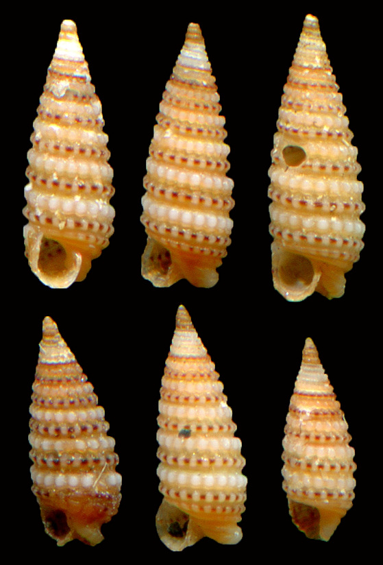 Mesophora monilifera (Hinds, 1843)
