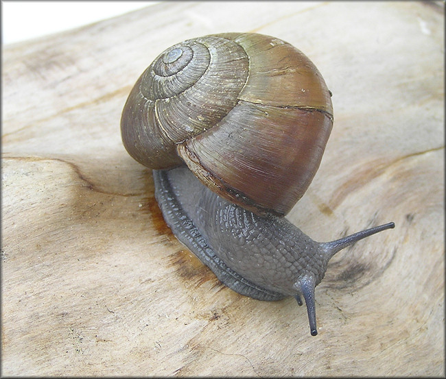 Mesomphix globosus (MacMillan, 1940) Globose Button Large Specimen (33 mm.)