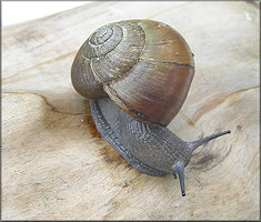 Mesomphix globosus (MacMillan, 1940) Globose Button Large Specimen (33 mm.)