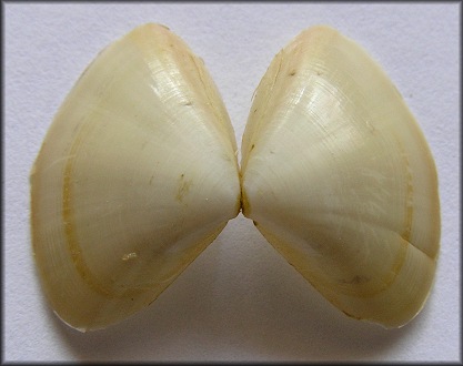 Mulinia lateralis (Say, 1822) Dwarf Surfclam