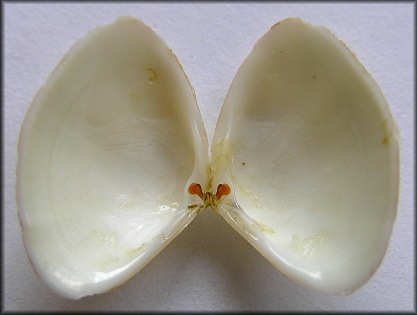 Mulinia lateralis (Say, 1822) Dwarf Surfclam