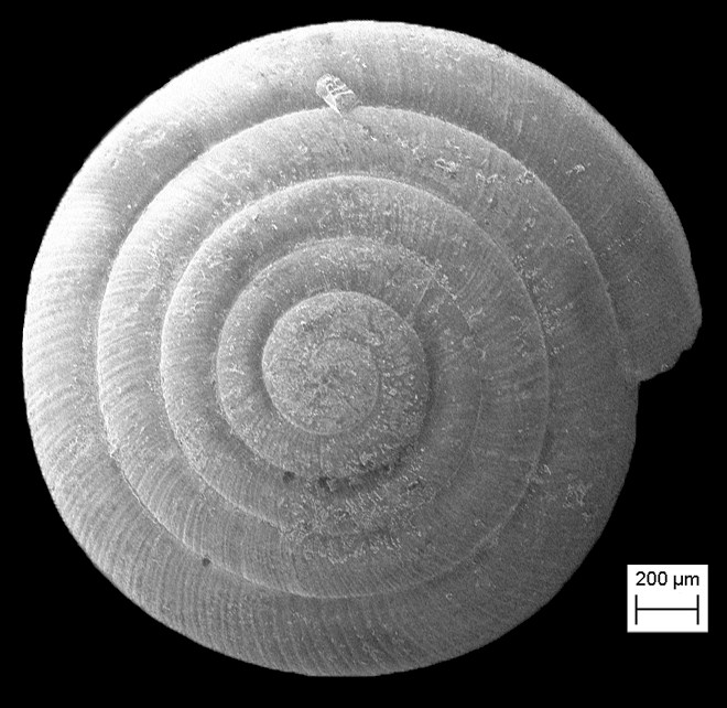 Paravitrea multidentata (A Binney, 1840) Dentate Supercoil