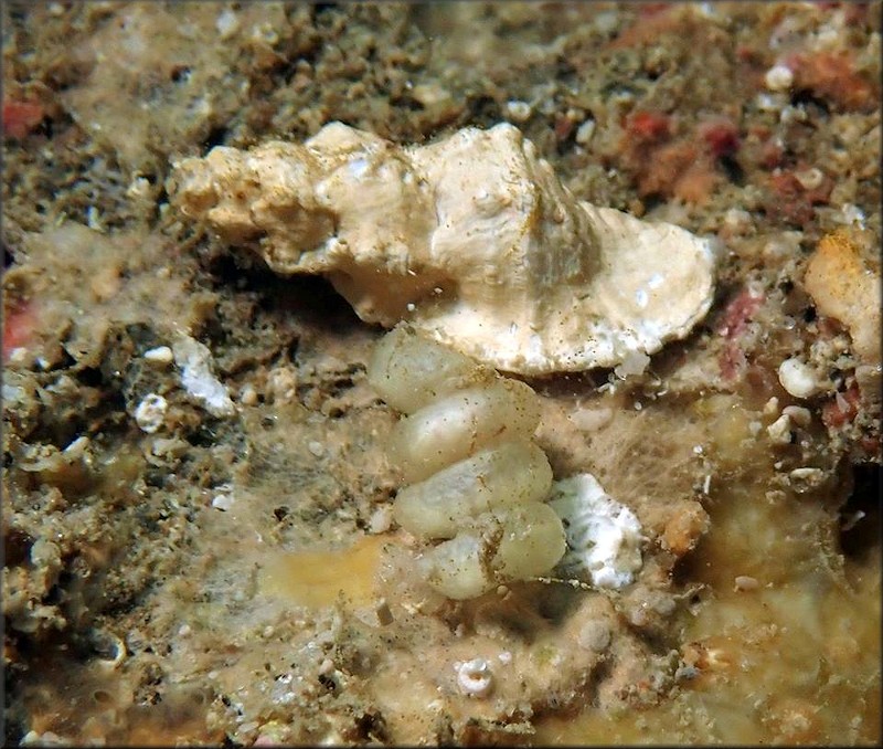 Dermomurex elizabethae (McGinty, 1940) With Egg Capsules