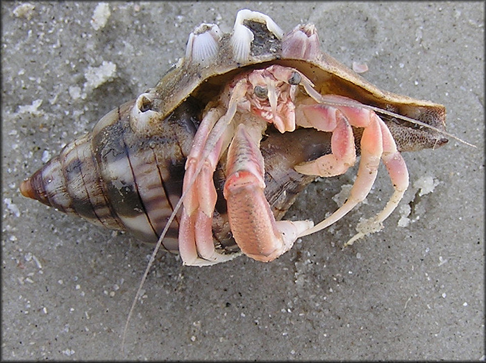 Cinctura hunteria (G. Perry, 1811) Juvenile With Hermit Crab