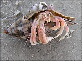 Cinctura hunteria (G. Perry, 1811) Juvenile With Hermit Crab