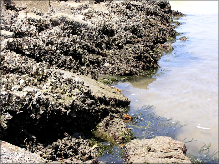 Shore armoring, southern end of Little Talbot Island State Park (Ft. George River)