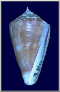 Conus mus Hwass in Bruguire, 1792