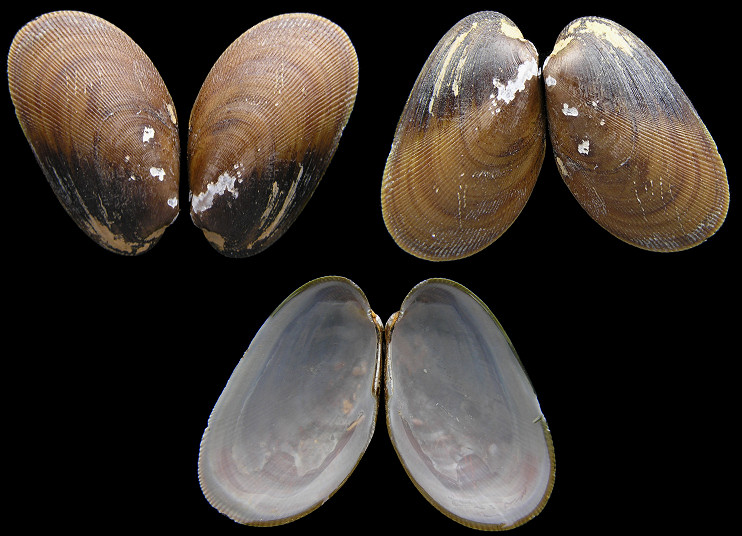 Musculus niger (J. E. Gray, 1824) Black Mussel