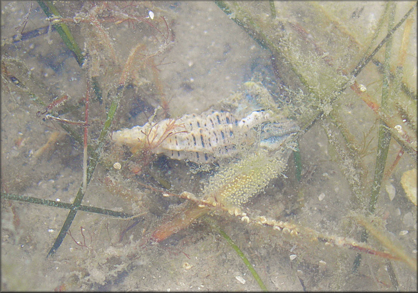 Cerithium muscarum Say, 1832 Flyspeck Cerith Laying Eggs