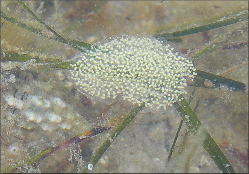 Cerithium muscarum Say, 1832 Flyspeck Cerith Laying Eggs