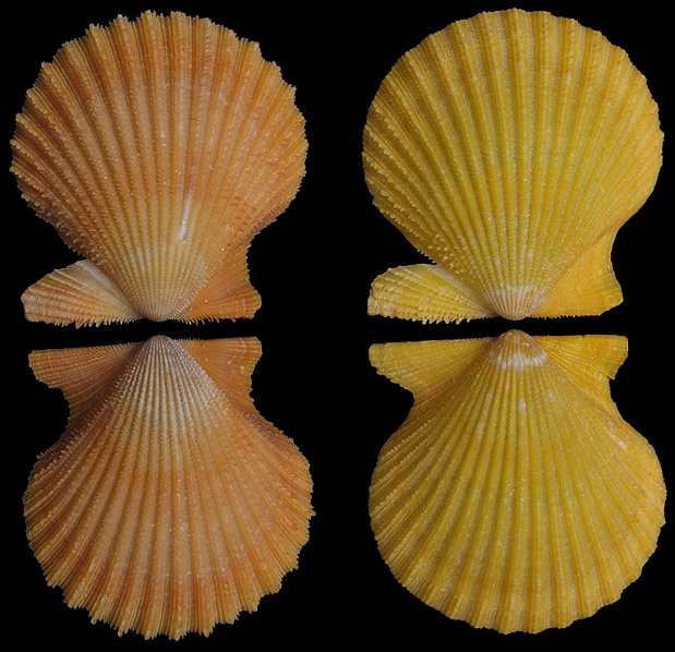 Aequipecten muscosus (W. Wood, 1828) Rough Scallop