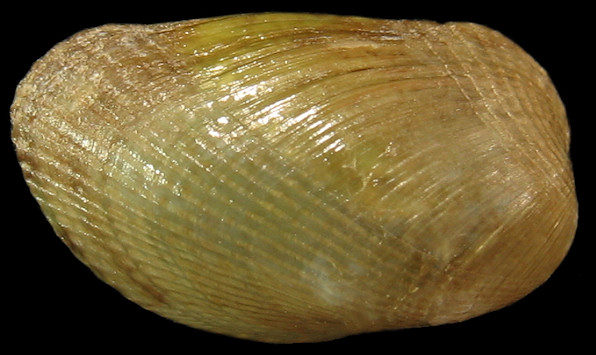 Musculus lateralis (Say, 1822) Lateral Mussel