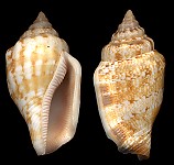 Canarium mutabile (Swainson, 1821)