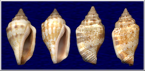 Canarium mutabile (Swainson, 1821)