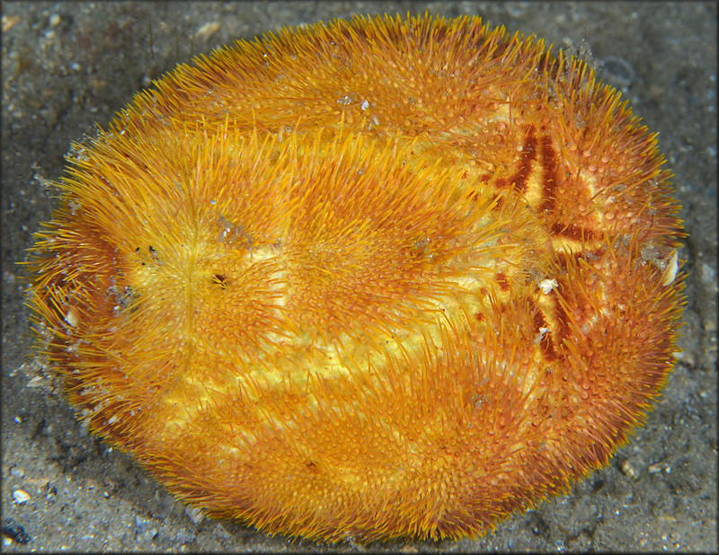 Meoma ventricosa Lamarck, 1816 "Red Heart Urchin" Ventral View