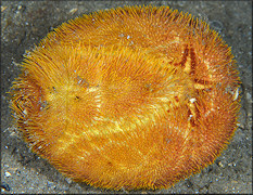 Meoma ventricosa Lamarck, 1816 "Red Heart Urchin" Ventral View