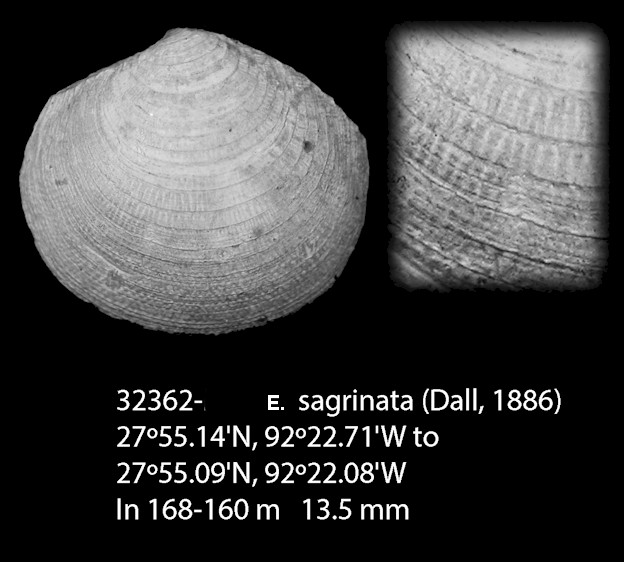 Eulopia sagrinata (Dall, 1886)