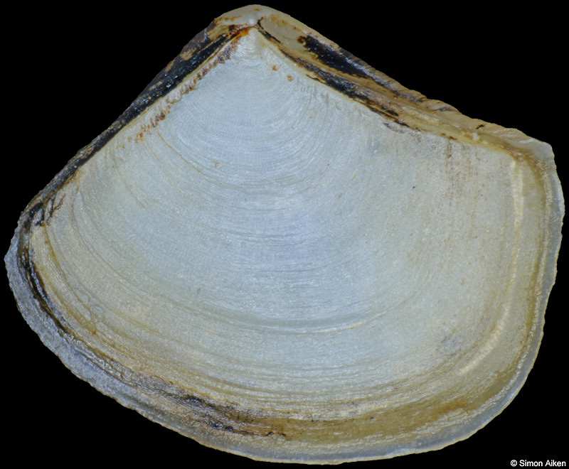 Myadora compressa E. A. Smith, 1881