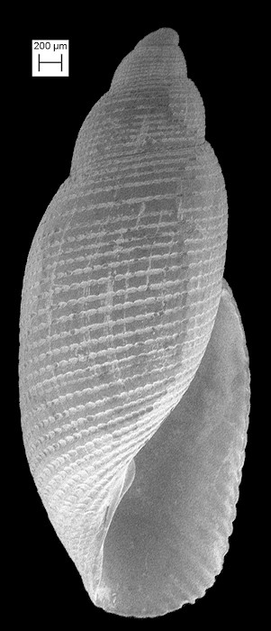 Rictaxis myakkanus (Dall, 1895) Extinct Fossil