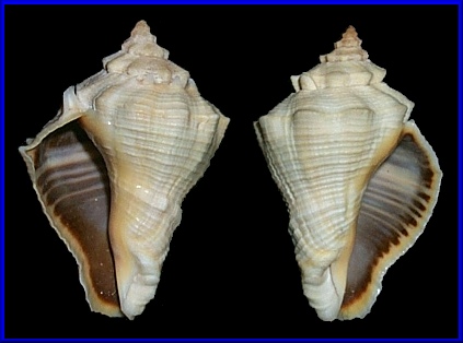 Volema myristica - Sinistral Specimen On The Left