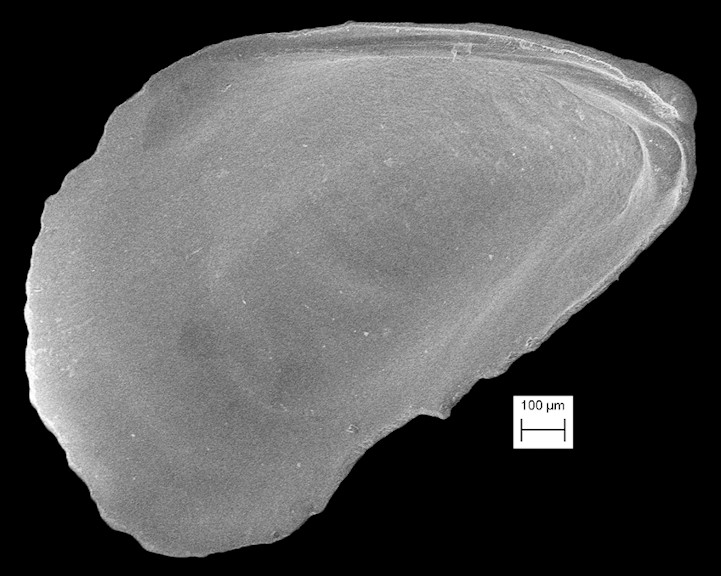 Mytilopsis lamellata Dall, 1898 Fossil