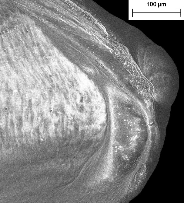 Mytilopsis lamellata Dall, 1898 Fossil