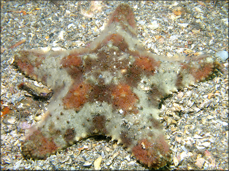 Oreaster reticulatus Cushion Sea Star Juvenile