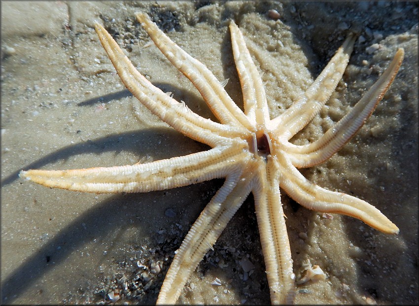 Donax variabilis Say, 1822 Variable Coquina Being preyed upon by Luidia senegalensis Nine-armed Sea Star