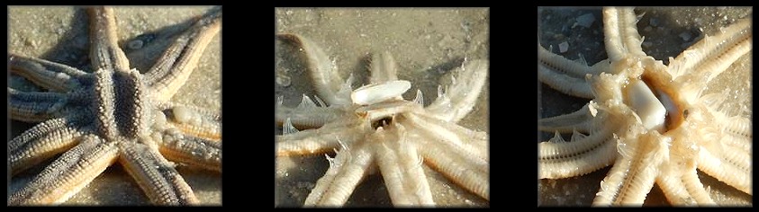 Donax variabilis Say, 1822 Variable Coquina Being preyed upon by Luidia senegalensis Nine-armed Sea Star