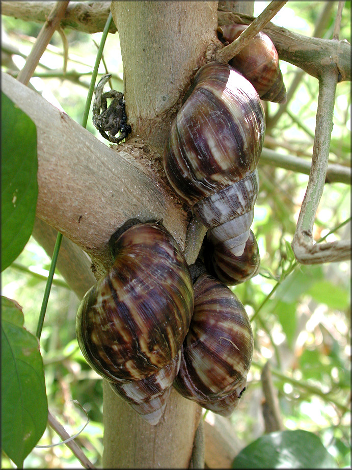 Lissachatina fulica (Bowdich, 1822)