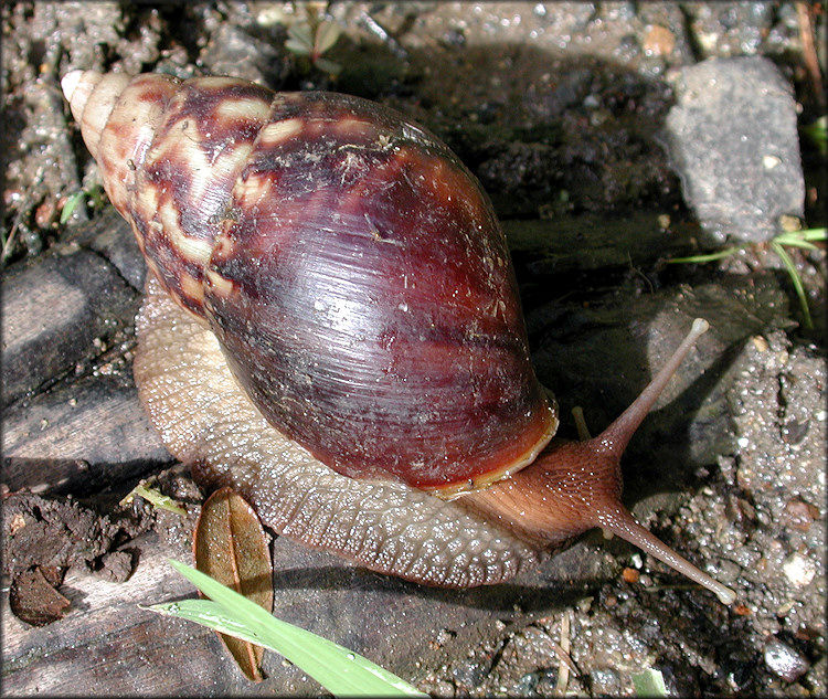 Lissachatina fulica (Bowdich, 1822)