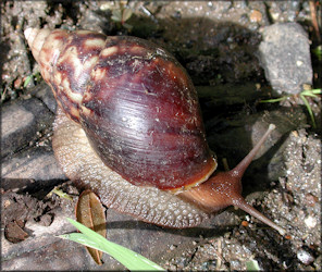 Lissachatina fulica (Bowdich, 1822)