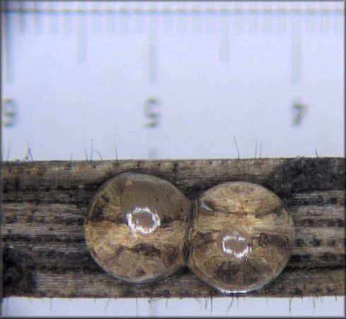 Vertigo ovata Say, 1822 Ovate Vertigo eggs