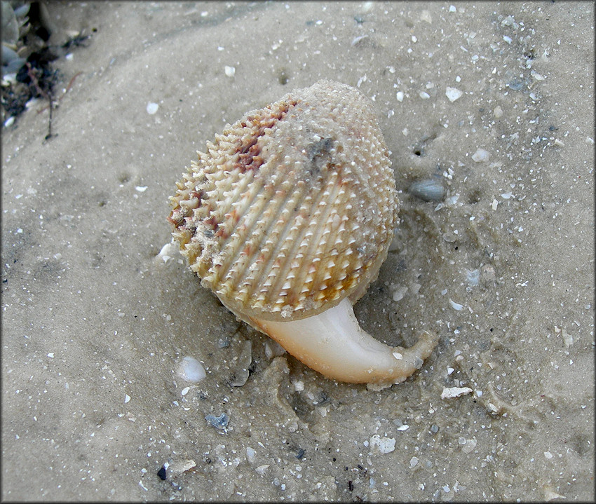 Trachycardium egmontianum (Shuttleworth, 1856) Florida Pricklycockle