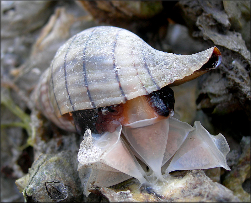 Cinctura hunteria (G. Perry, 1811) Eastern Banded Tulip Depositing Egg Capsules