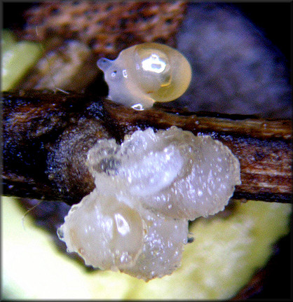 Euconulus species Eggs And Eggs Hatching