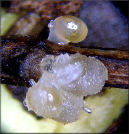 Euconulus species Eggs And Eggs Hatching