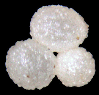 Euconulus species Eggs