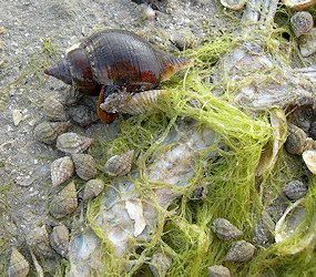 Phrontis vibex (Say, 1822) Bruised Nassa In Situ