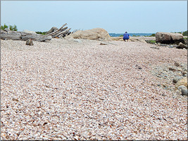 Crepidula fornicata (Linnaeus, 1758) Common Atlantic Slippersnail