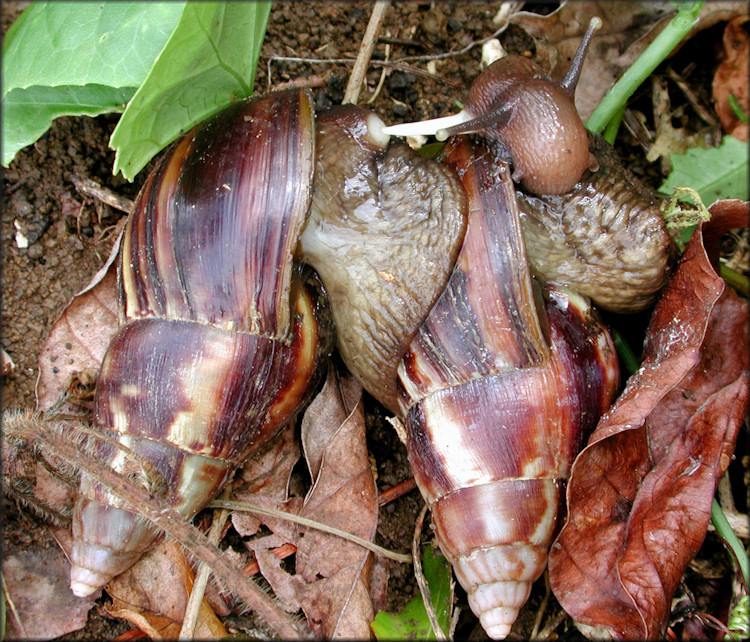 Lissachatina fulica (Bowdich, 1822) Mating