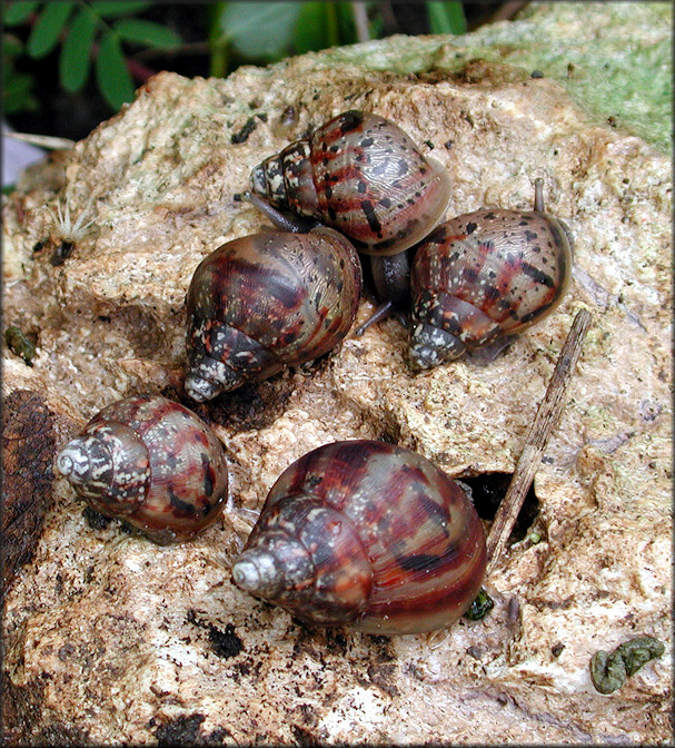 Lissachatina fulica (Bowdich, 1822) Juveniles