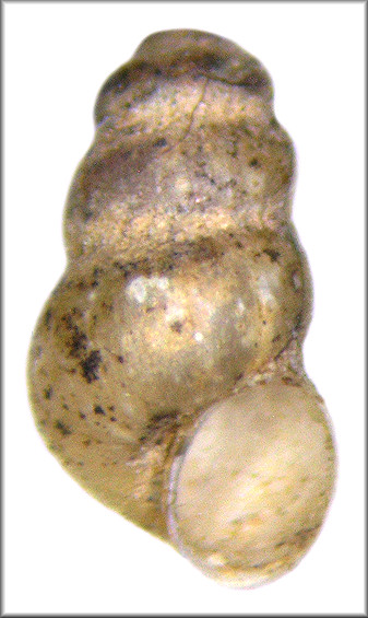 Fontigens cryptica Hubricht, 1963 Hidden Springsnail