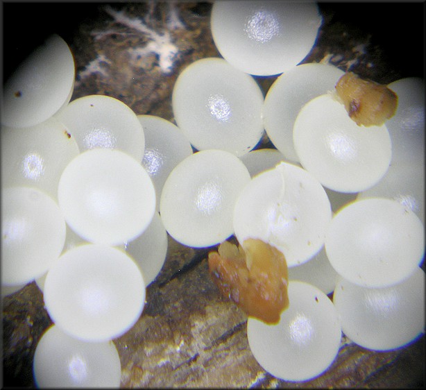 Ventridens eutropis Pilsbry, 1946 Carinate Dome Eggs And Hatchlings