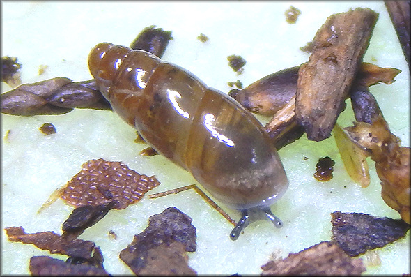 Cochlicopa morseana (Doherty, 1878) Appalachian Pillar