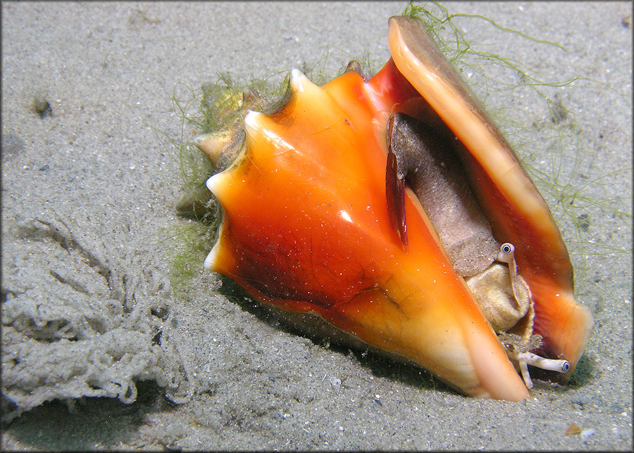 Strombus pugilis Linnaeus, 1758 West Indian Fighting Conch