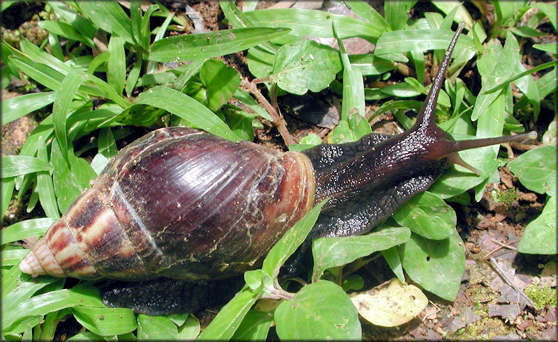 Lissachatina fulica (Bowdich, 1822)