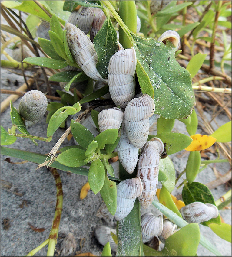 Cerion tridentatum costellatum Pilsbry, 1946