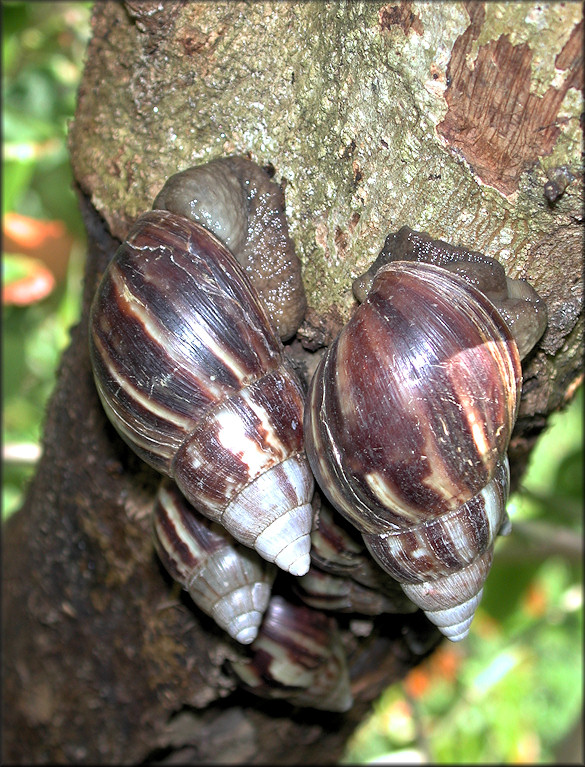 Lissachatina fulica (Bowdich, 1822)